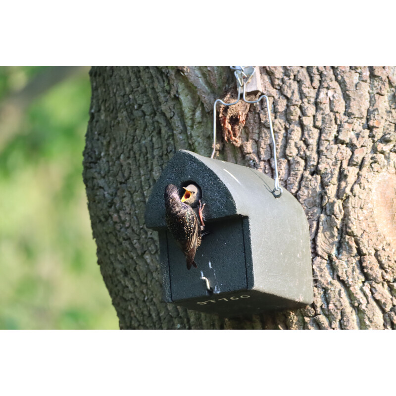Hasselfeldt Nistkasten Aus Holzbeton - Wetterfeste Vogelhäuser Für Stare & Gartenrotschwänze