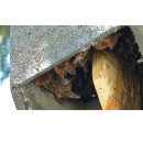 Fledermaus Gro&szlig;raumh&ouml;hle mit Satteldach