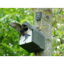 Vogelkasten mit 48 mm Flugloch f&uuml;r z.B. Stare &amp; Gartenrotschwanz