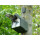 Vogelkasten mit 48 mm Flugloch für z.B. Stare & Gartenrotschwanz