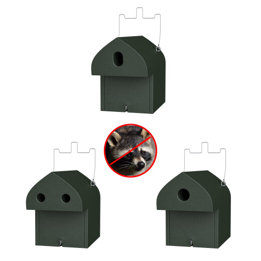 Waschbär sicheres Set Singvogelgarten