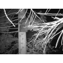 Waschb&auml;r sicheres Set Singvogelgarten
